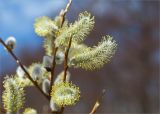 Salix phylicifolia. Верхушка веточки с мужскими соцветиями. Санкт-Петербург, Кронштадтский р-н; о-в Котлин, побережье Финского зал. между фортами \"Риф\" и \"Шанец\", песчаный береговой вал. 02.05.2021.