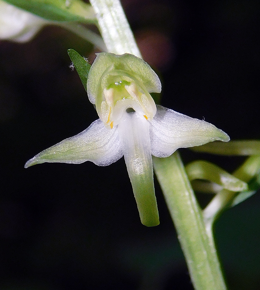 Image of Platanthera chlorantha specimen.