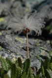 Dryas oxyodonta