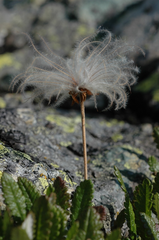 Изображение особи Dryas oxyodonta.