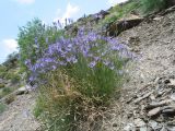 Cylindrocarpa sewerzowii
