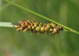 Carex melanostachya