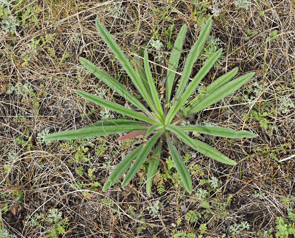 Изображение особи Onosma polychroma.