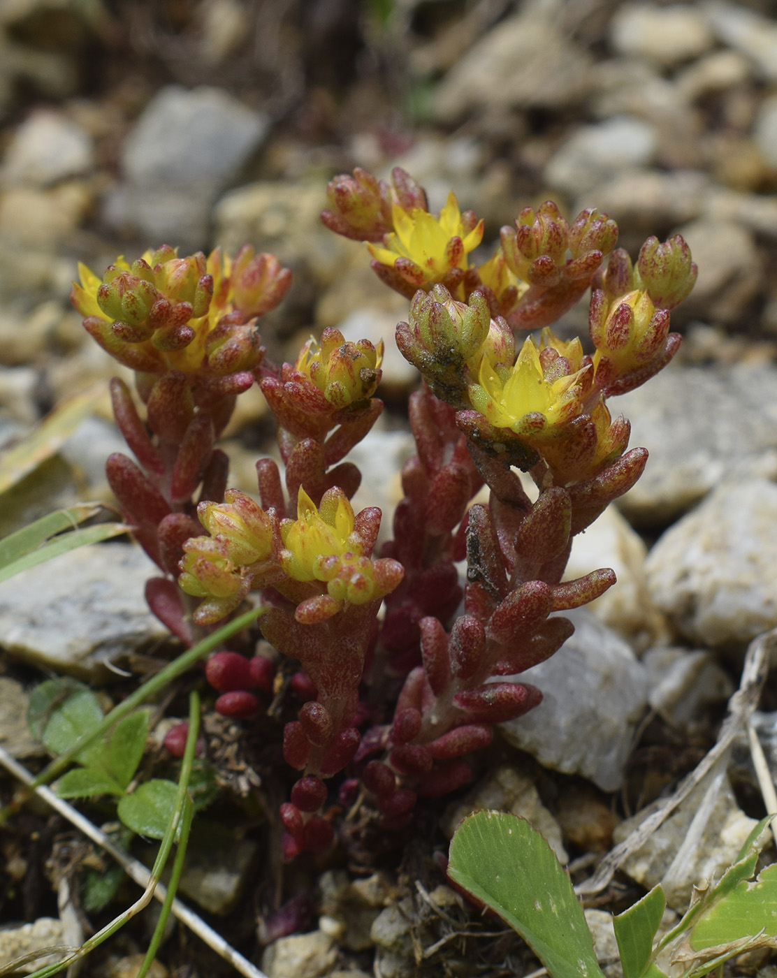 Изображение особи Sedum annuum.