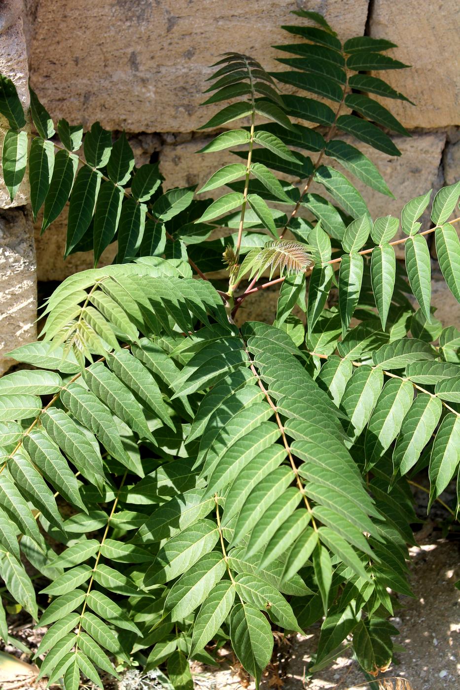 Image of Ailanthus altissima specimen.