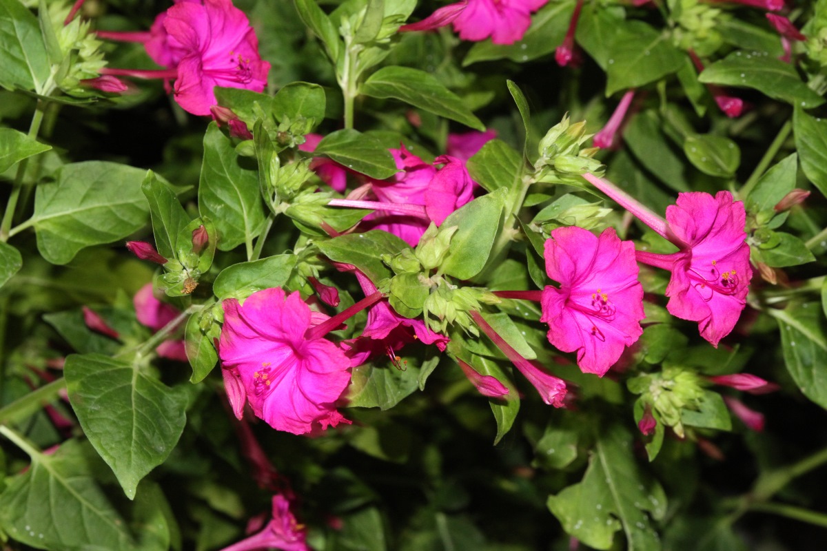 Image of Mirabilis jalapa specimen.