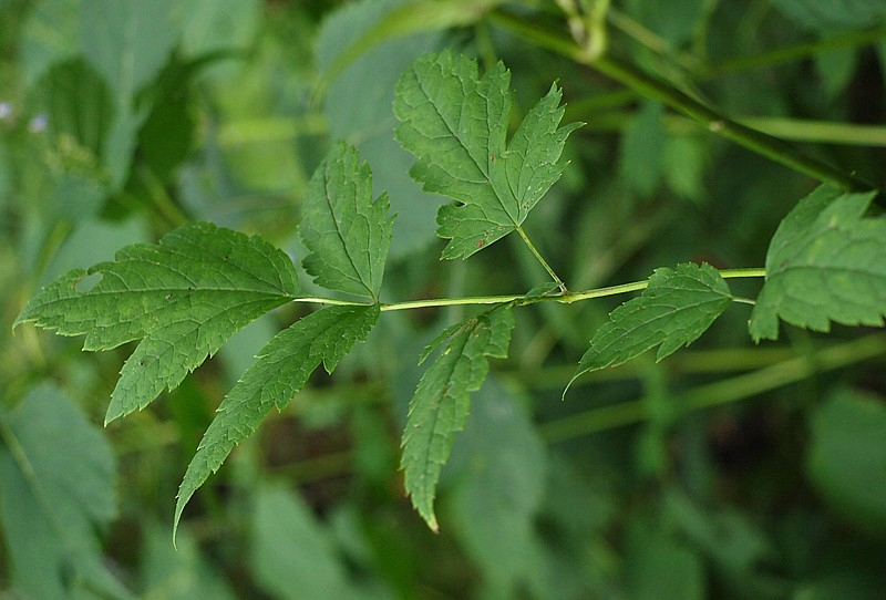 Image of Cimicifuga dahurica specimen.