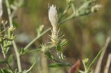 Centaurea diffusa. Верхушка веточки с распускающимся соцветием. Крым, Симферопольский р-н, окр. с. Урожайное, р-н дачного посёлка, нарушенная степь. 22.08.2021.