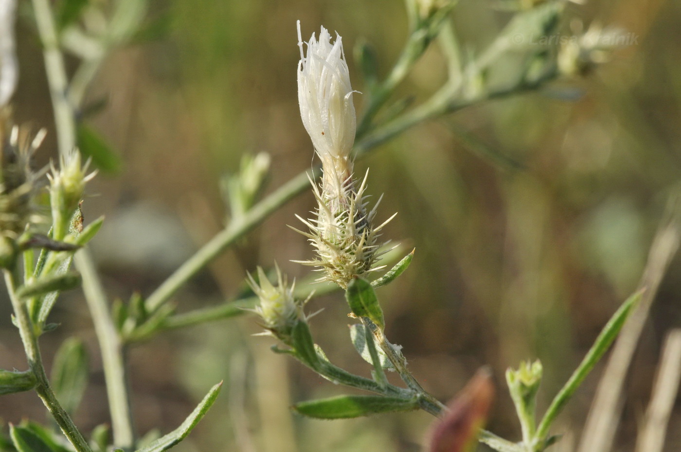 Image of Centaurea diffusa specimen.