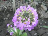 Primula denticulata. Соцветие. Хабаровск, ул. Ульяновская, 60, в культуре. 15.05.2013.