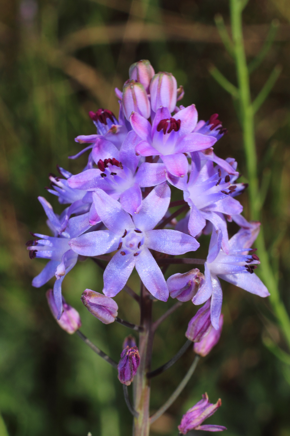 Image of Prospero autumnale specimen.