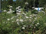 Daucus carota. Группа цветущих и плодоносящих растений. Краснодарский край, г. Адлер, ул. Перспективная, заросший пустырь возле автостоянки. 29.07.2021.
