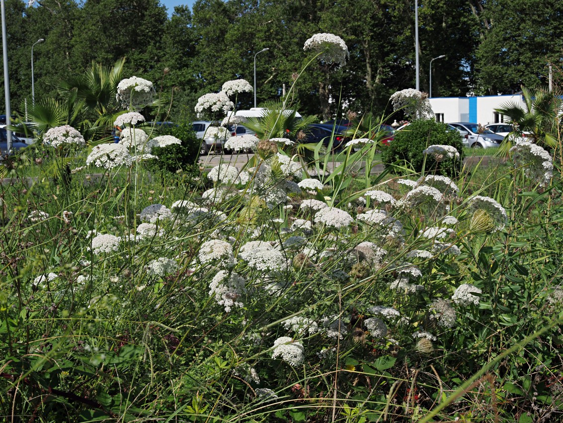 Image of Daucus carota specimen.