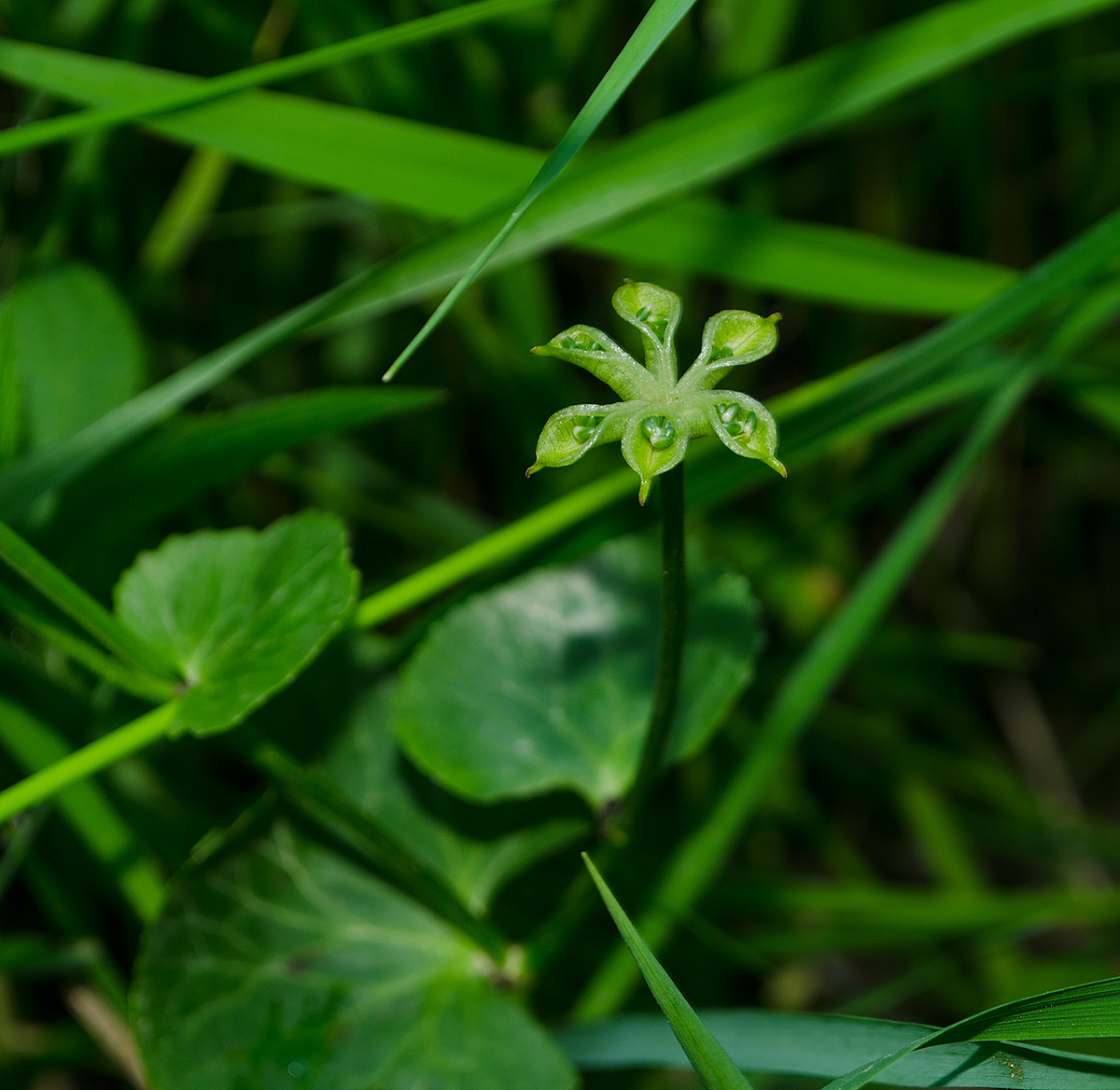 Image of Caltha palustris specimen.