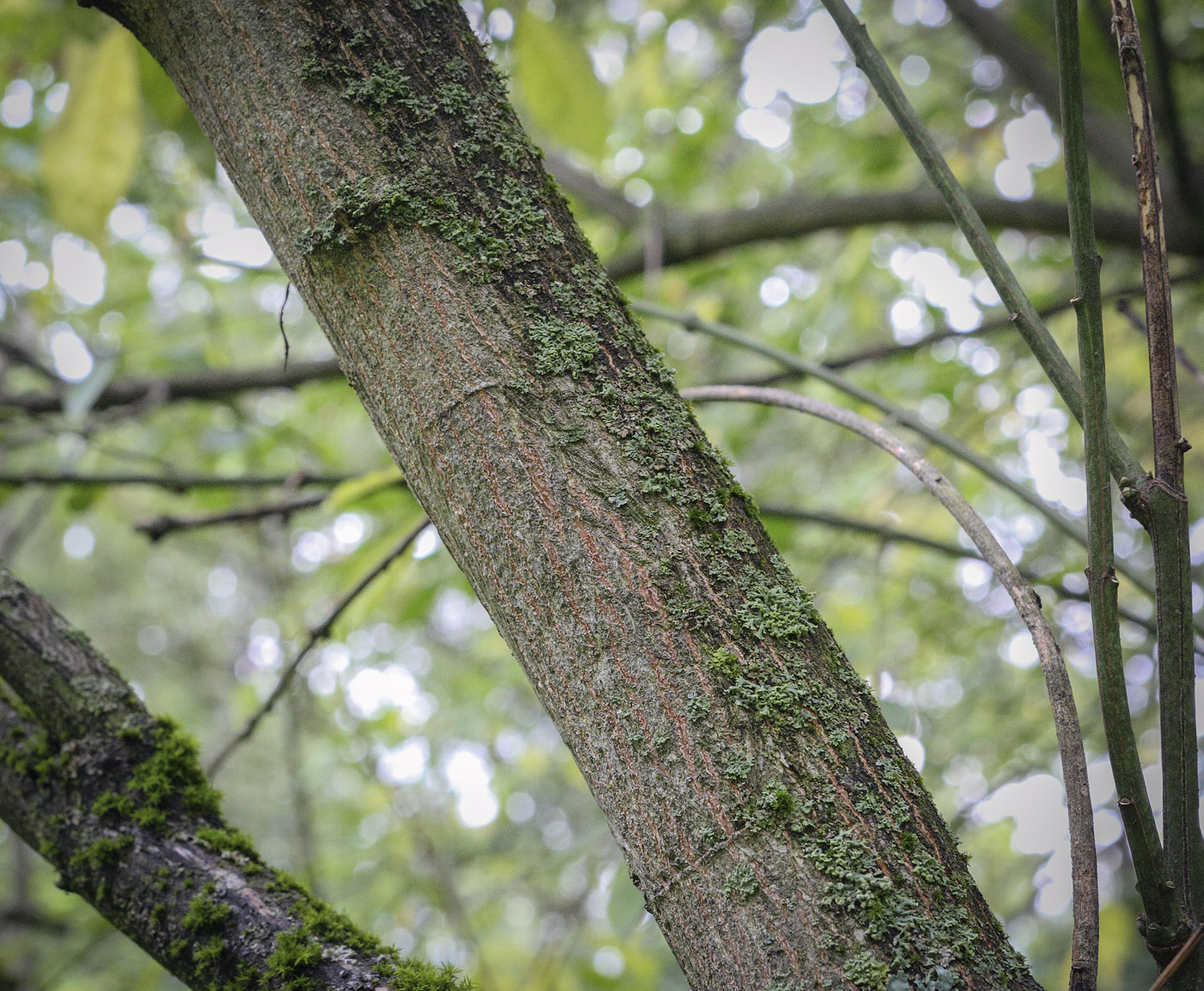 Image of genus Euonymus specimen.