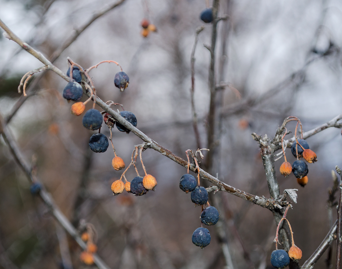 Изображение особи Cotoneaster melanocarpus.