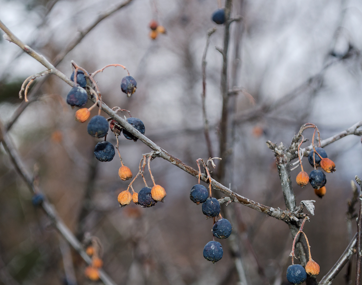 Image of Cotoneaster melanocarpus specimen.