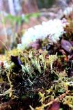 Cladonia subspecies turbinata