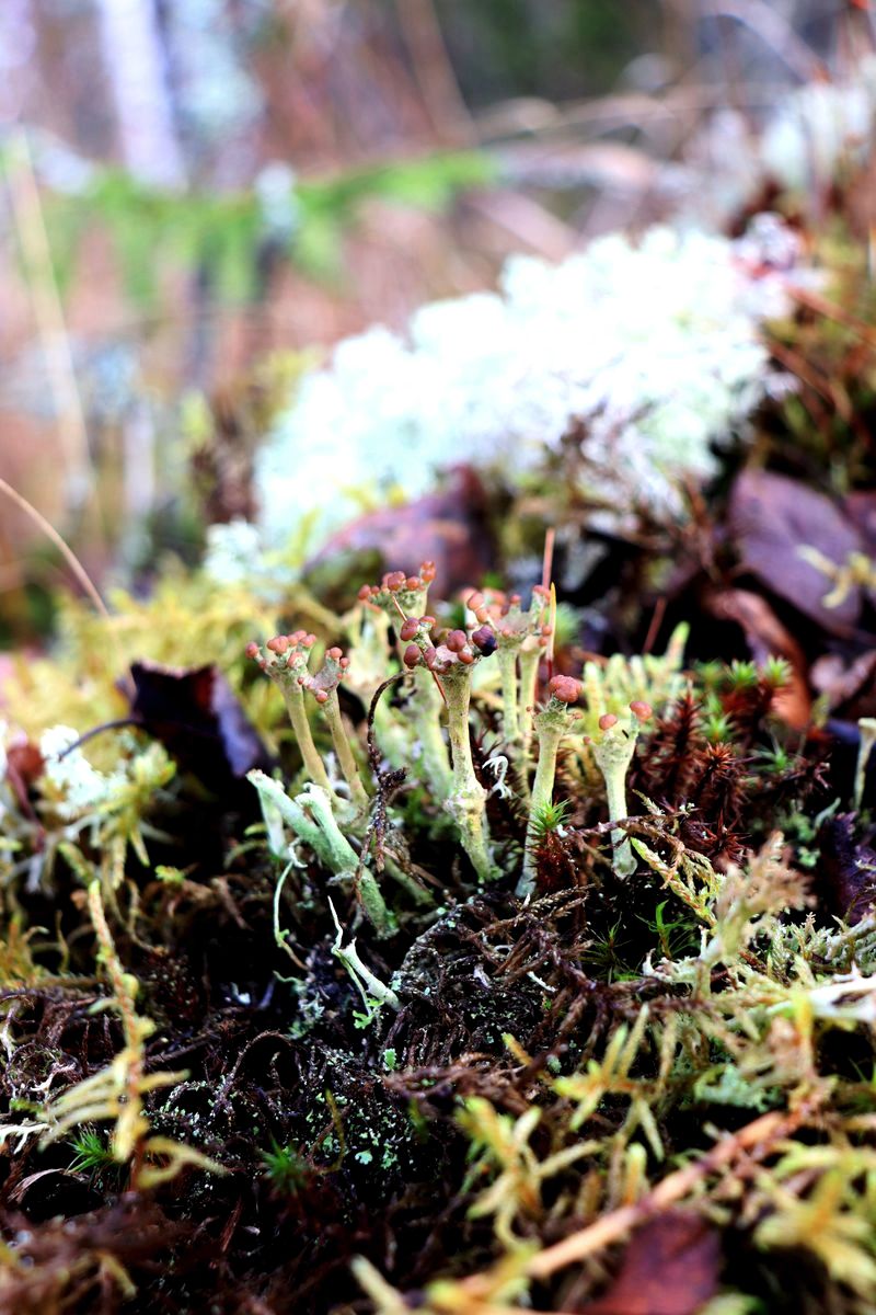 Image of Cladonia gracilis ssp. turbinata specimen.