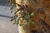Ficus sycomorus. Часть ствола с сикониями. Израиль, г. Бат-Ям, в культуре. 06.12.2021.