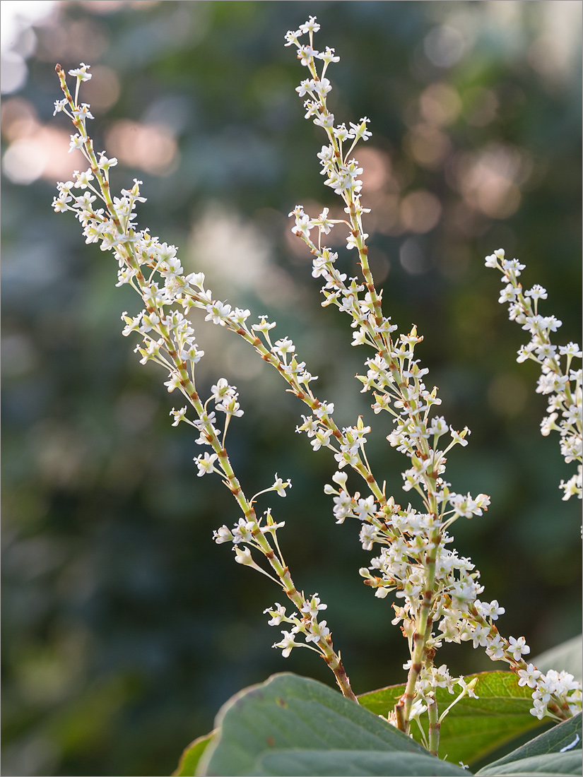 Изображение особи Reynoutria japonica.