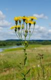 Hieracium umbellatum. Верхушка цветущего растения с питающейся мухой. Кировская обл., Афанасьевский р-н, Ичетовкинское сельское поселение, окр. дер. Порубово, долина р. Кама, разнотравно-злаковый луг. 25 июля 2021 г.