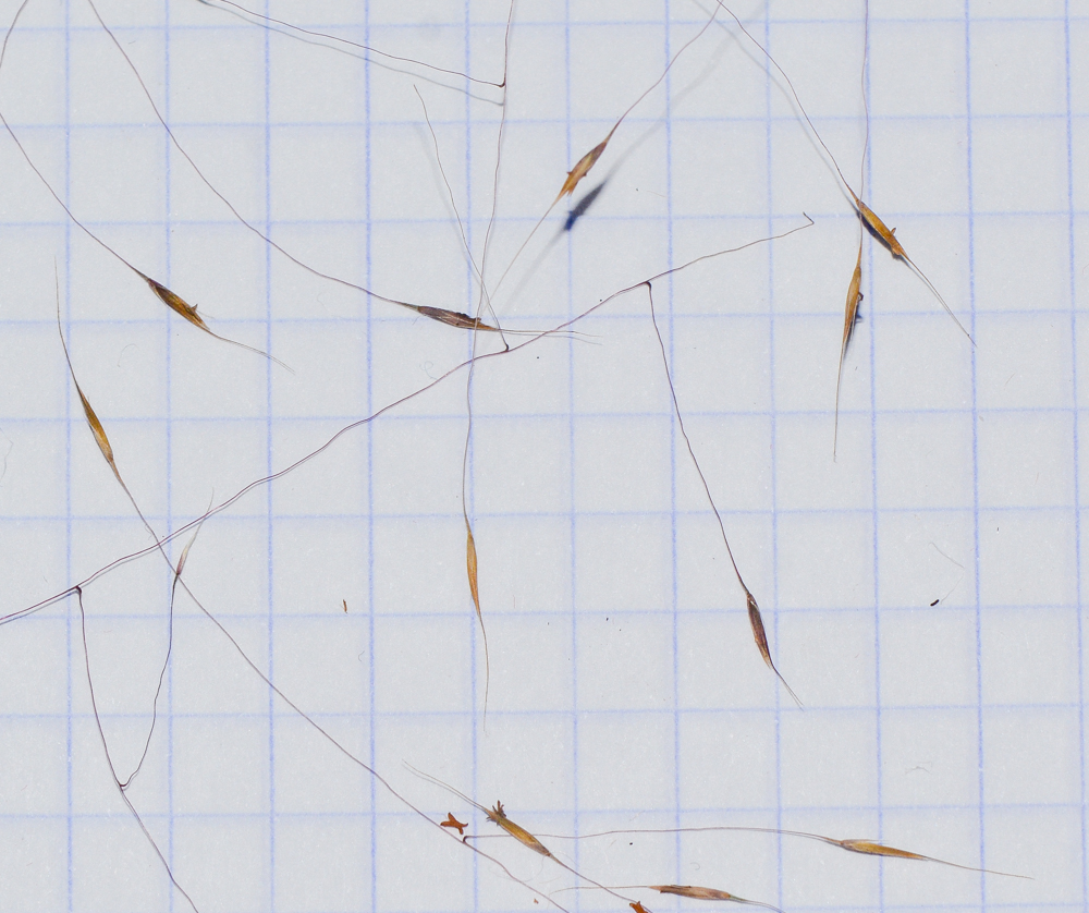 Image of Nassella tenuissima specimen.
