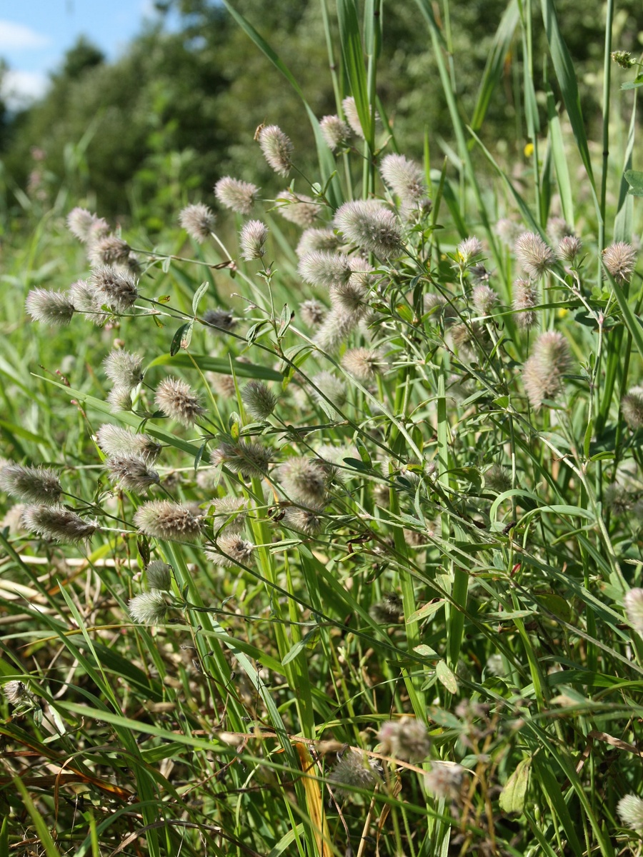 Изображение особи Trifolium arvense.