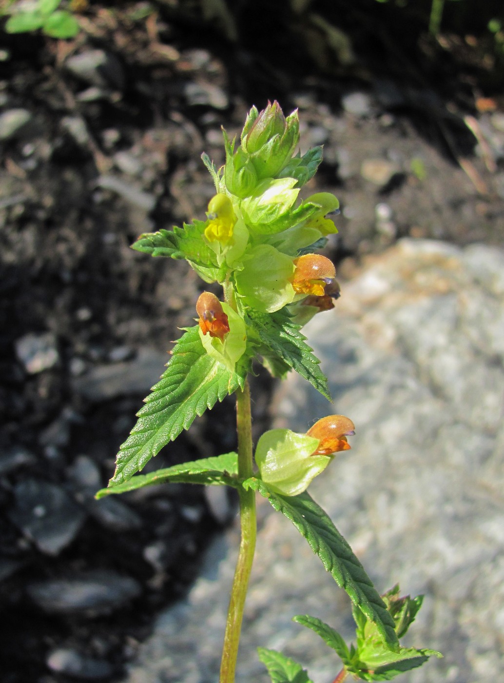 Image of Rhinanthus minor specimen.