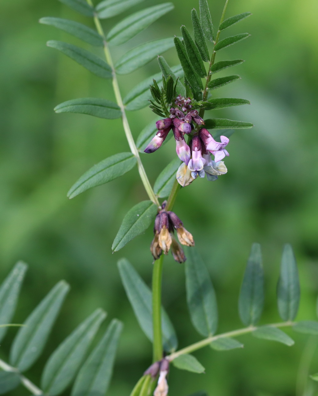 Image of Vicia sepium specimen.