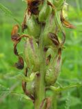 Pedicularis kaufmannii. Часть побега с отцветшими цветками. Северная Осетия, Пригородный р-н, окр. с. Кобан, ок. 1200 м н.у.м., среднегорный луг. 14.06.2021.