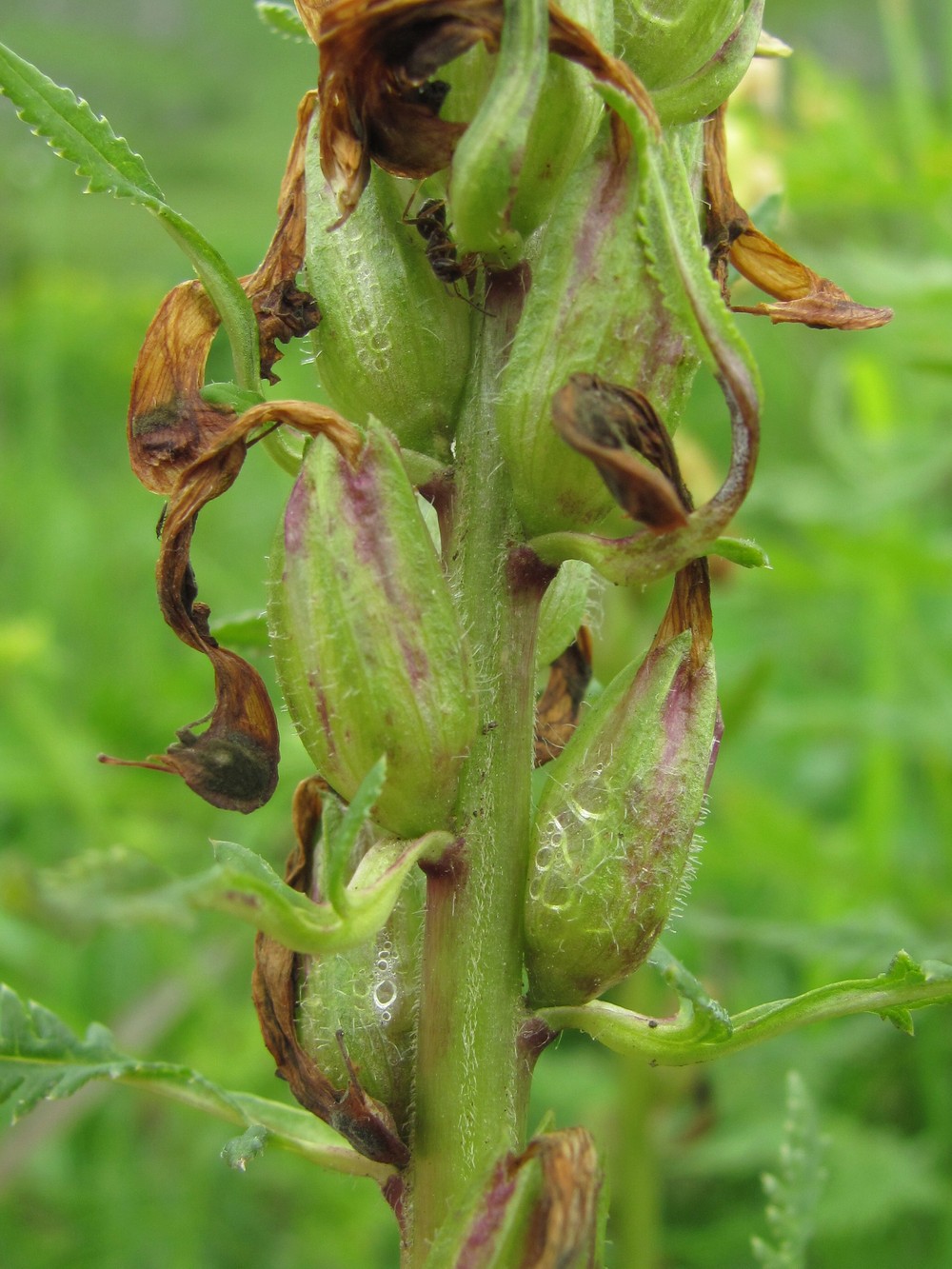 Image of Pedicularis kaufmannii specimen.