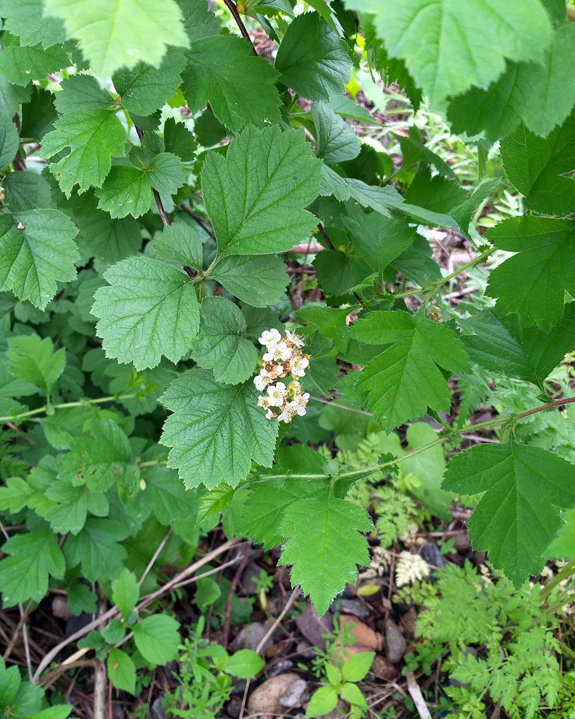 Image of Crataegus maximowiczii specimen.