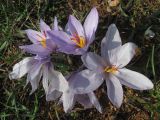 Crocus pallasii. Цветущие растения. Крым, Севастополь, окр. мыса Фиолент. 4 ноября 2015 г.