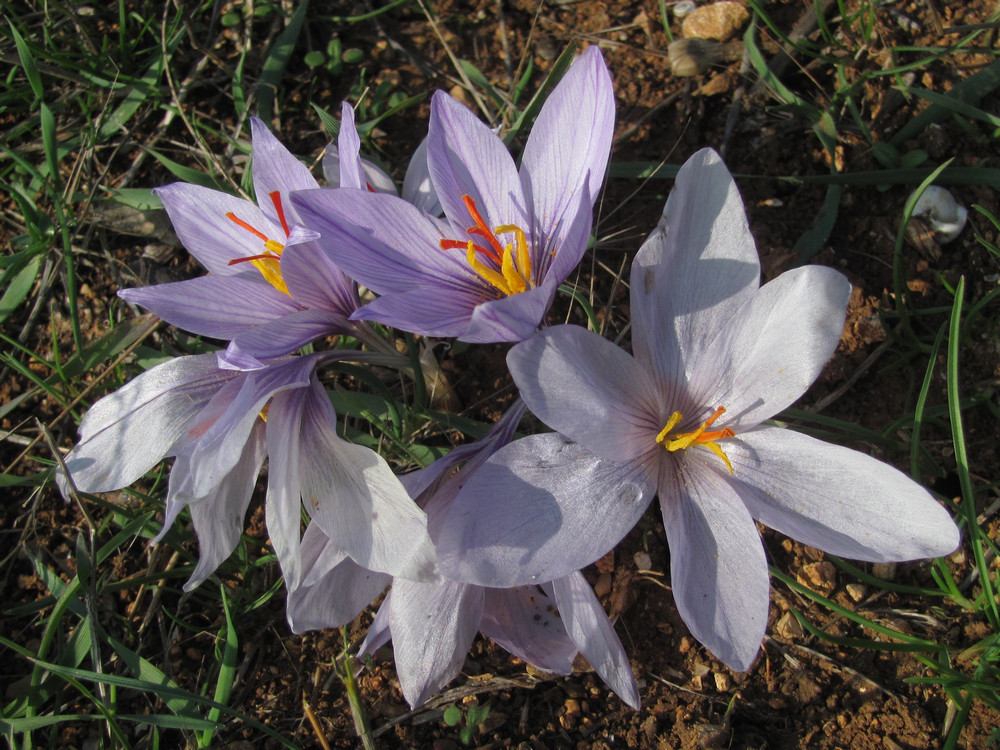 Изображение особи Crocus pallasii.