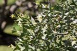 Colletia paradoxa. Веточки с плодами. Абхазия, г. Сухум, Сухумский ботанический сад, в культуре. 14.05.2021.