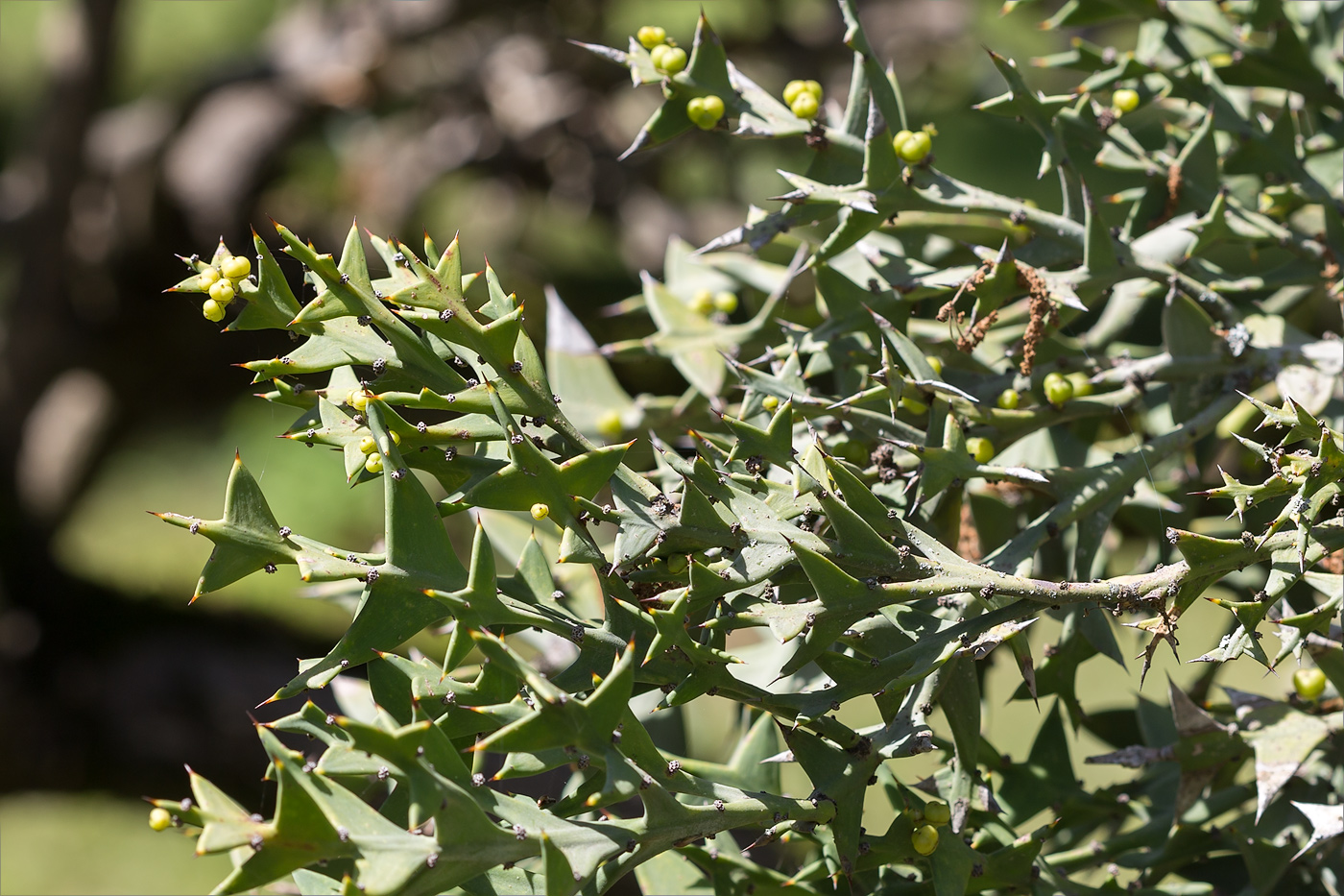 Изображение особи Colletia paradoxa.