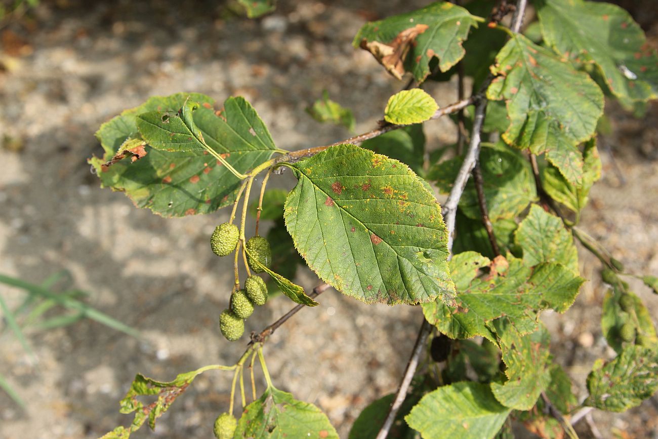 Изображение особи Duschekia fruticosa.