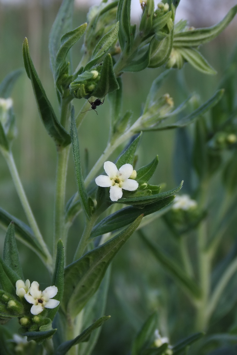 Image of Lithospermum officinale specimen.