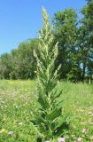 Verbascum lychnitis