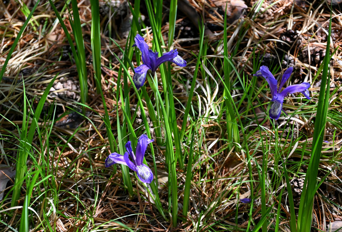 Изображение особи Iris ruthenica.