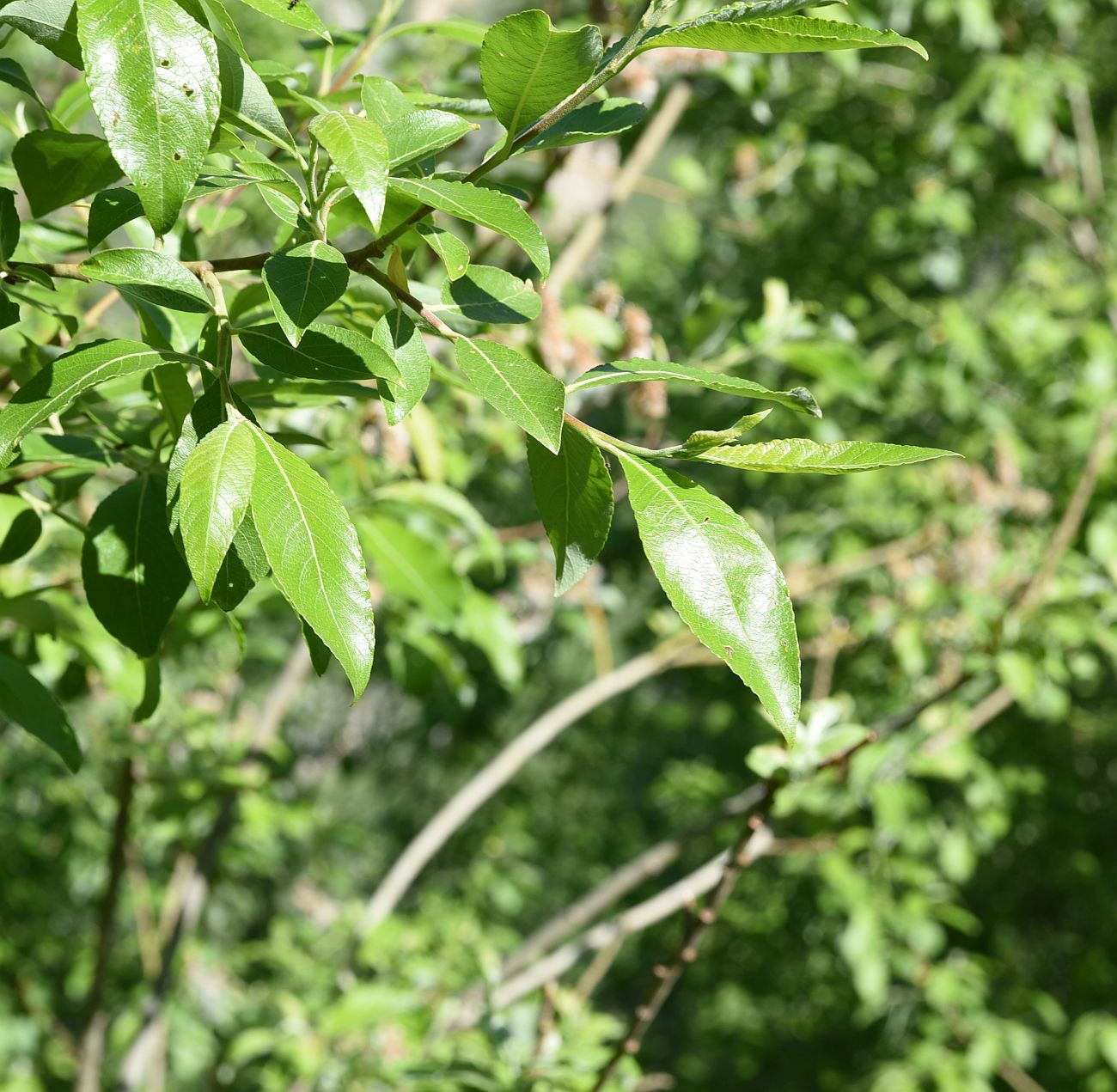 Image of Salix caprea specimen.