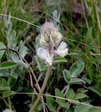 Hedysarum grandiflorum