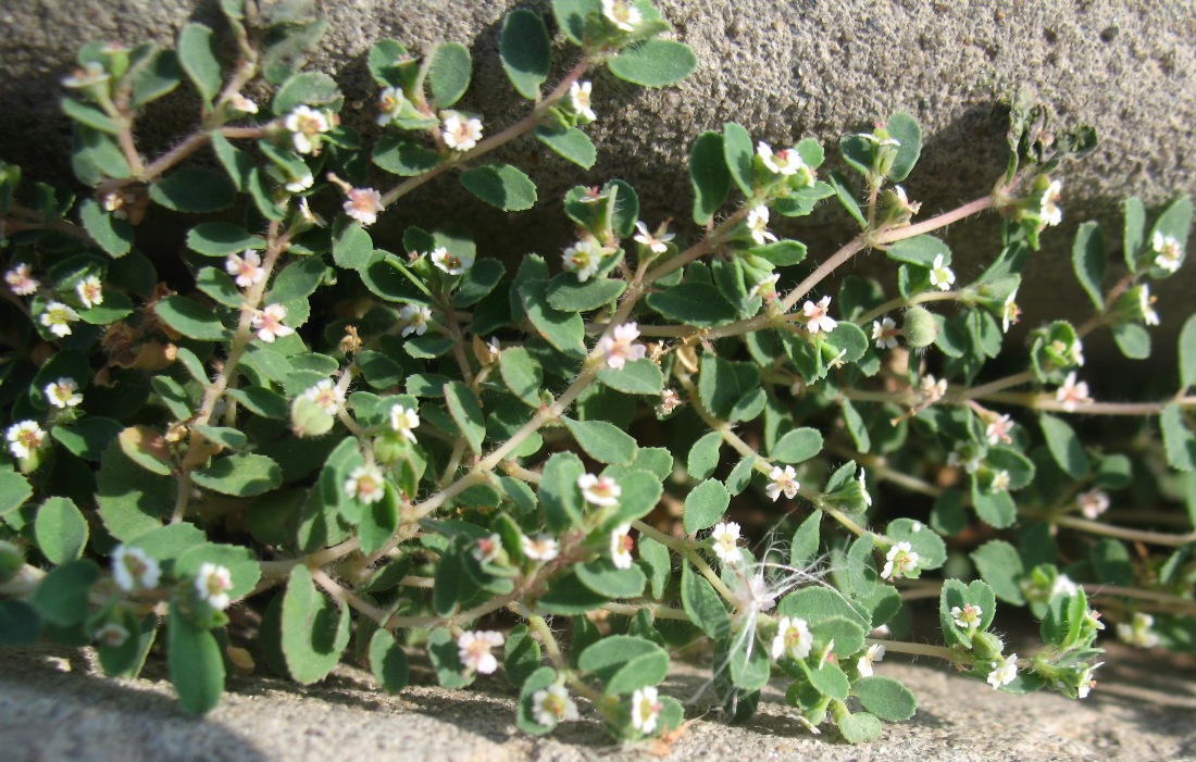 Изображение особи Euphorbia canescens.