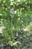 Orchis militaris ssp. stevenii