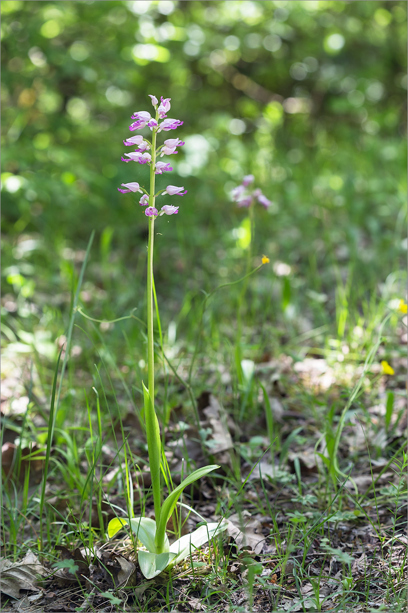 Image of Orchis militaris ssp. stevenii specimen.