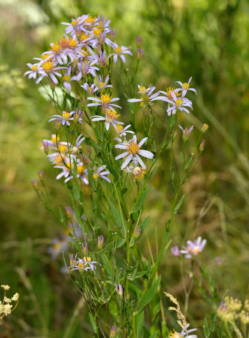 Image of Galatella coriacea specimen.