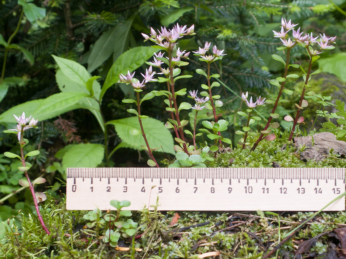 Изображение особи Sedum stoloniferum.