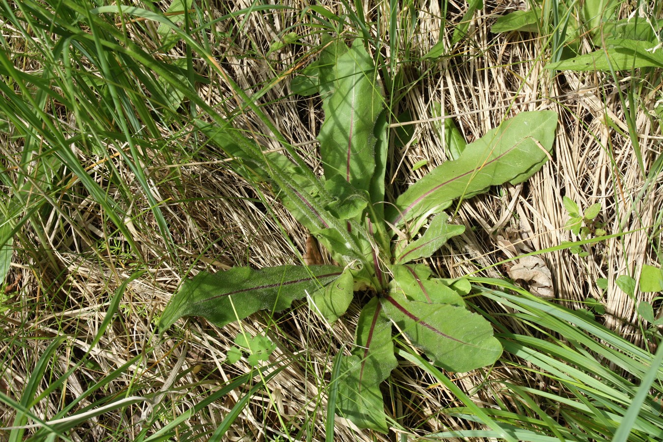 Изображение особи Trommsdorffia maculata.