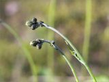 genus Hieracium. Верхушки побегов с развивающимися соцветиями. Ленинградская обл., Кингисеппский р-н, Кургальский п-ов, берег оз. Белое, поляна в сосновом лесу. 29.05.2021.